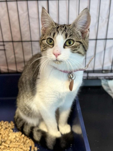 CAT RESCUE CHCH - Ready to Adopt - Sabrina Carousel 3