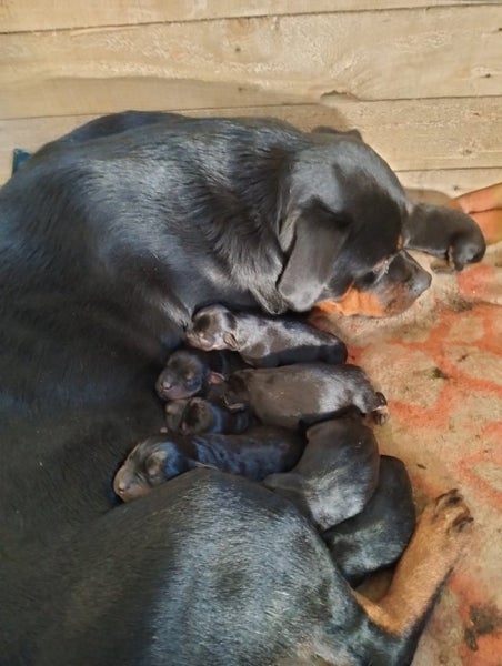 Rottweiler puppies Carousel 2