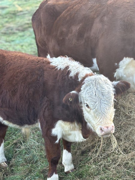 Hereford Weaner bulls Carousel 1