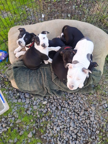 American staff x English staff pups Carousel 1