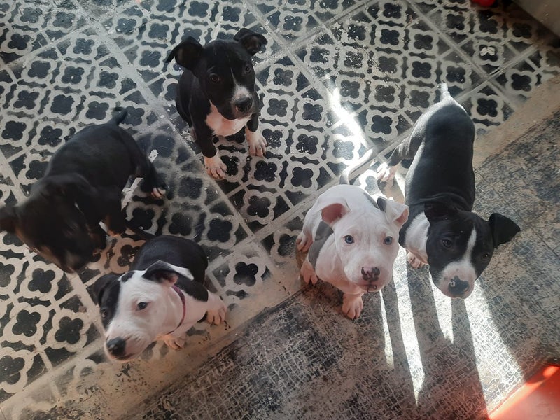 American staff x English staff pups Carousel 2