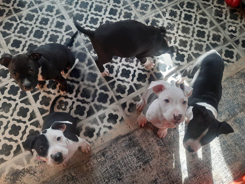 American staff x English staff pups Carousel 4