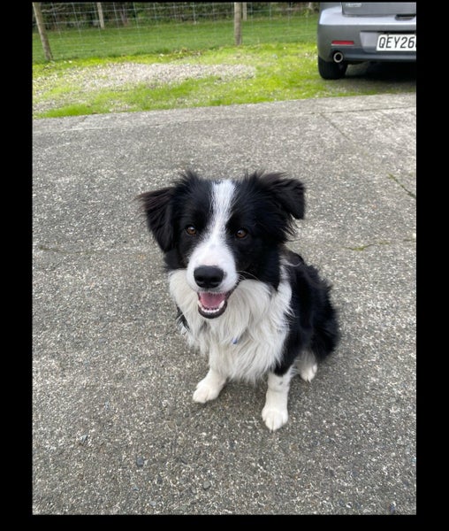 Border Collie Carousel 1