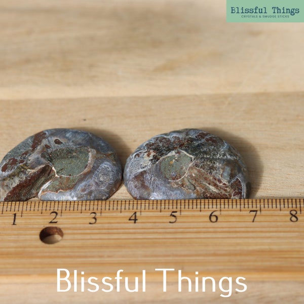 Ammonite Pair with Opal (TMz181) Carousel 11