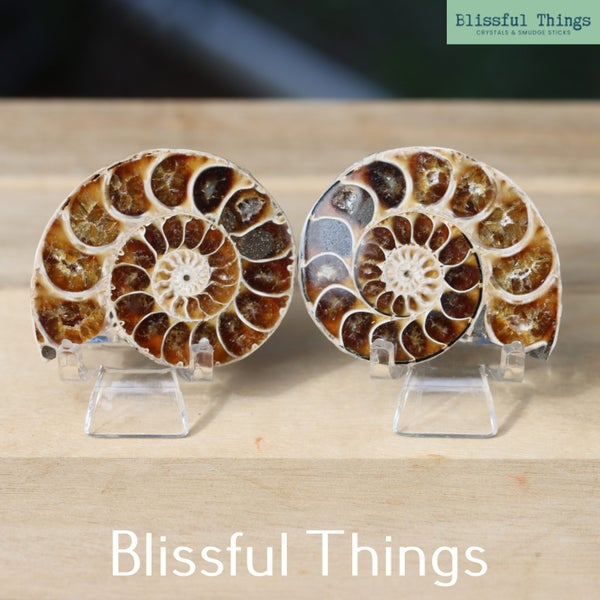 Ammonite Pair with Opal (TMz182) Carousel 1