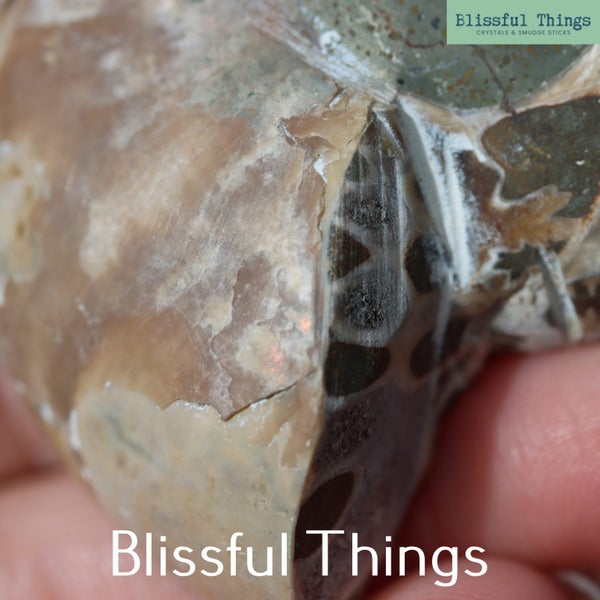 Ammonite Pair with Opal (TMz182) Carousel 11