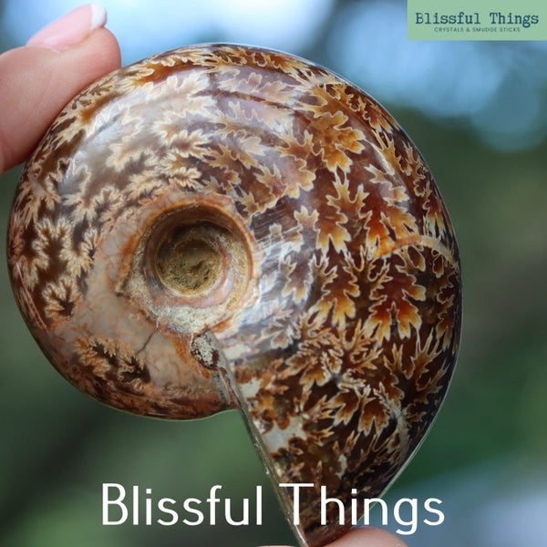 Polished Ammonite with Opal (TMz183) Carousel 1