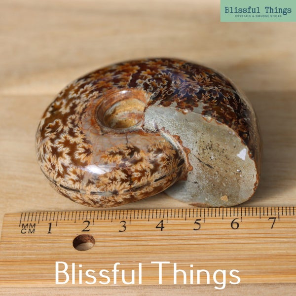 Polished Ammonite with Opal (TMz183) Carousel 11