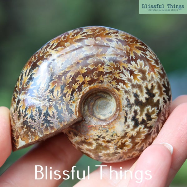 Polished Ammonite with Opal (TMz183) Carousel 2