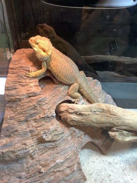BEARDED DRAGON & accessories Carousel 1