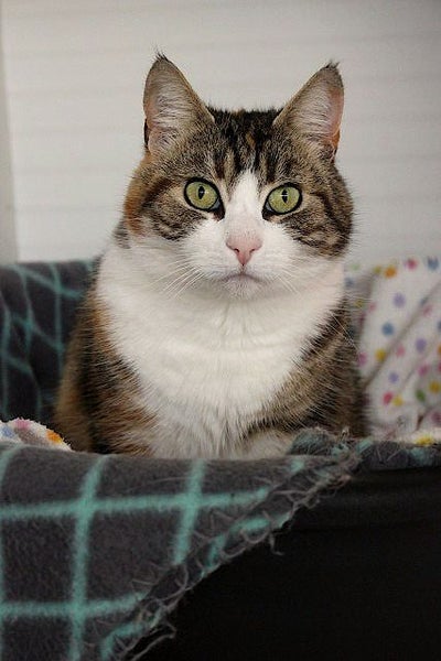 Cats Protection Canterbury - Petal Carousel 1
