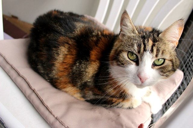 Cats Protection Canterbury - Petal Carousel 2