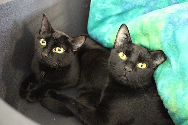 Cats Protection Canterbury - Neo and Oreo Carousel 1