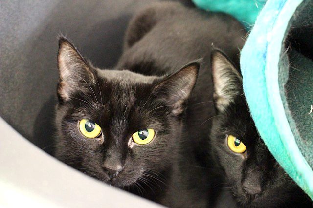 Cats Protection Canterbury - Neo and Oreo Carousel 2