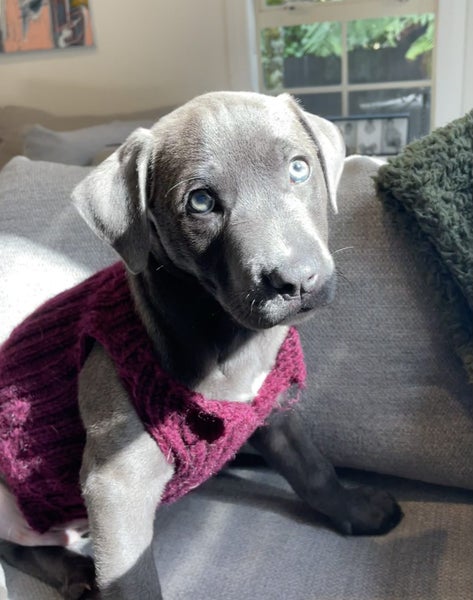 Auckland Puppy Rescue - SLATE Carousel 10