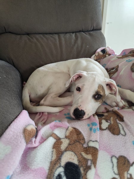 Rebel - American bulldog x - Spot Rescue Carousel 1