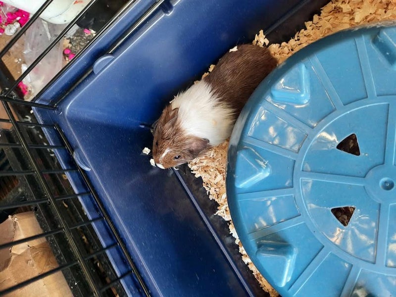 Rabbits & Guinea Pigs Carousel 5