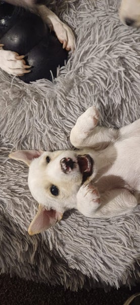 WESTIE X PARSON MIX Carousel 16