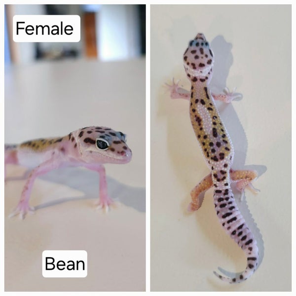 Baby Leopard Geckos Carousel 2