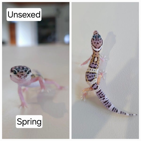 Baby Leopard Geckos Carousel 8