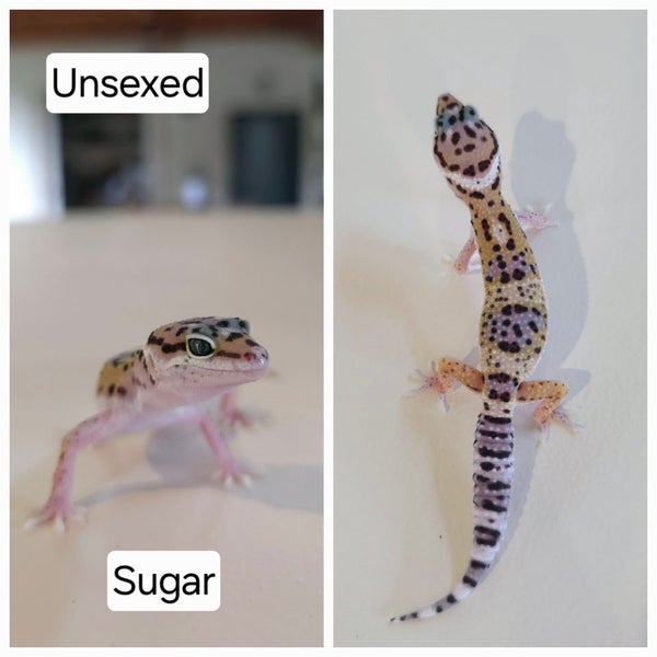 Baby Leopard Geckos Carousel 9