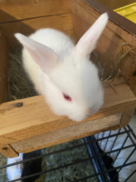 Minilop x Netherland dwarf x jersey woolly Rabbits Carousel 1