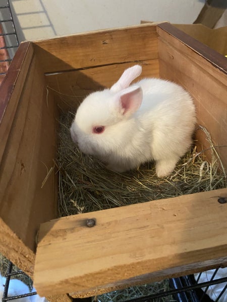Minilop x Netherland dwarf x jersey woolly Rabbits Carousel 2