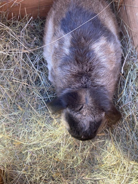 Minilop x Netherland dwarf x jersey woolly Rabbits Carousel 6