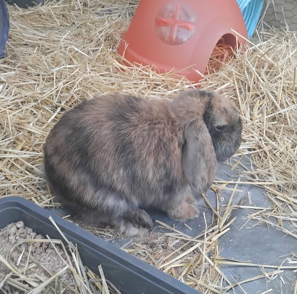 Mini Lop male - 5 months old Carousel 2