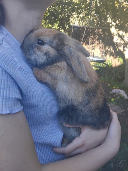 Mini Lop male - 5 months old Carousel 1