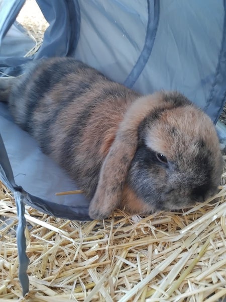 Mini Lop male - 5 months old Carousel 1