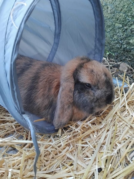 Mini Lop male - 5 months old Carousel 6