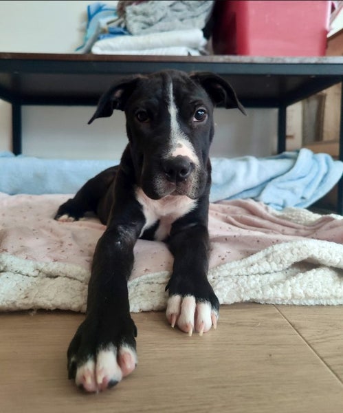 June Bug- American bulldog x - Spot Rescue Carousel 2