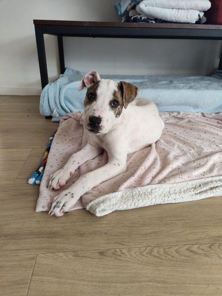Oliver - American bulldog x - Spot Rescue Carousel 2