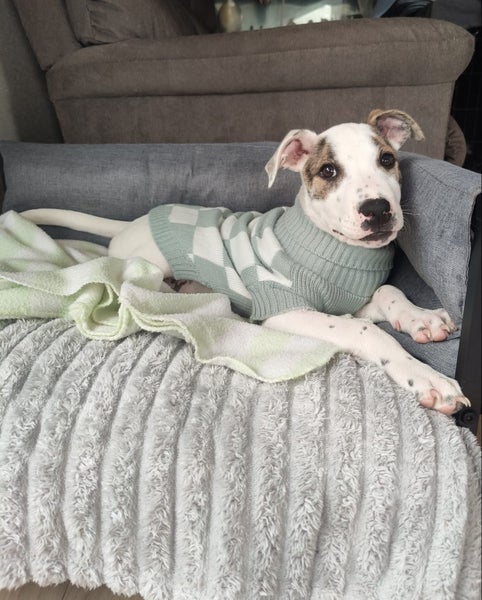 Oliver - American bulldog x - Spot Rescue Carousel 1