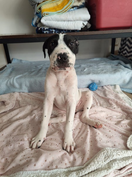 Chanel - American bulldog x - Spot Rescue Carousel 2