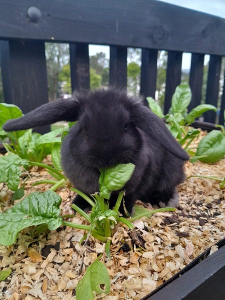 Mini Lop Rabbit kits Carousel 4