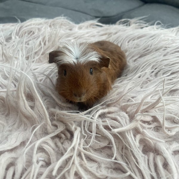 Baby Guinea pigs Carousel 1