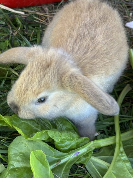 Mini Lop Rabbit Carousel 2