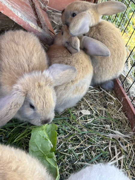 Mini Lop Rabbit Carousel 5