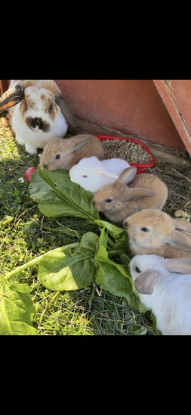 Mini Lop Rabbit Carousel 1