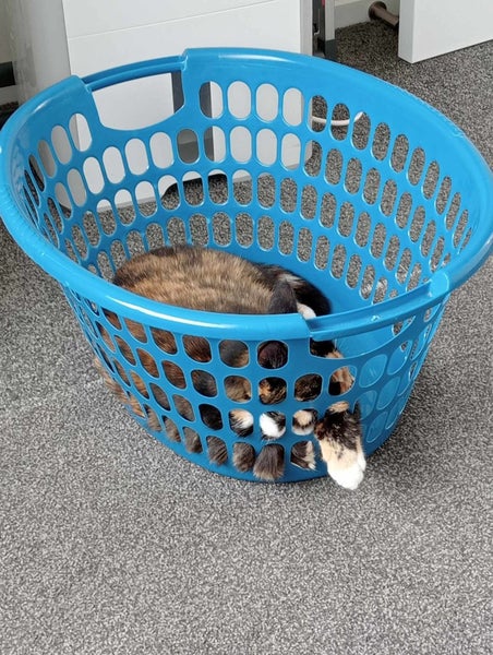 PENDING NEW HOME: Loving Home Needed for Our Cat - Chloe Carousel 2