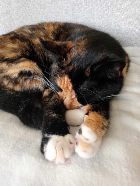 PENDING NEW HOME: Loving Home Needed for Our Cat - Chloe Carousel 1