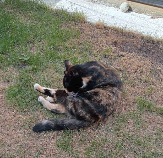 PENDING NEW HOME: Loving Home Needed for Our Cat - Chloe Carousel 11