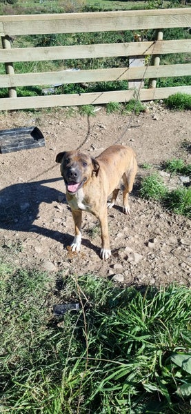Smoochy happy Bully breed boy around 4.5 years old Carousel 1