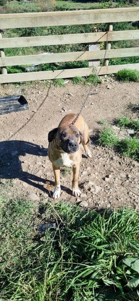 Smoochy happy Bully breed boy around 4.5 years old Carousel 2