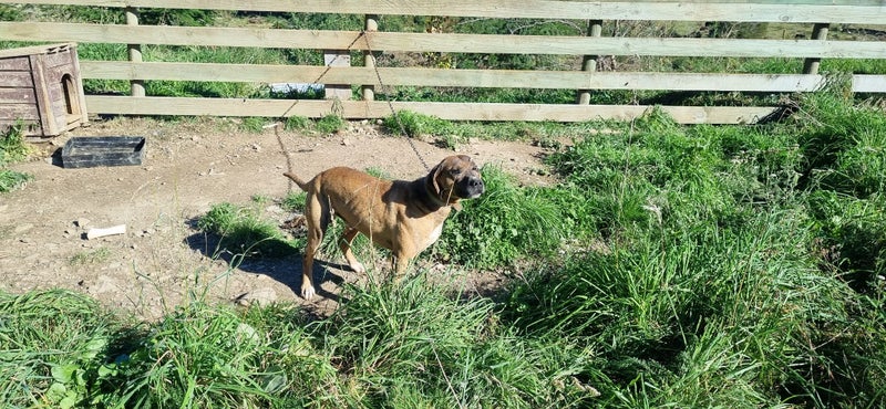 Smoochy happy Bully breed boy around 4.5 years old Carousel 4
