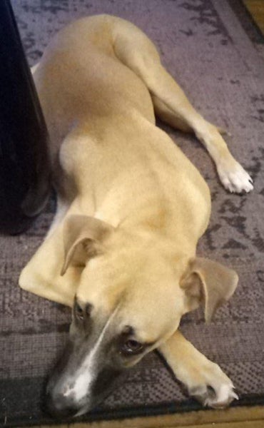 Charlie - Good with Other Dogs, Cats and Children Carousel 2