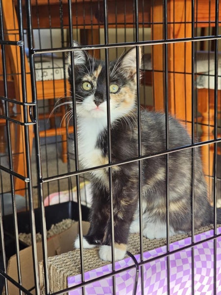 Coco - Wcc Rescue Kitten Carousel 2