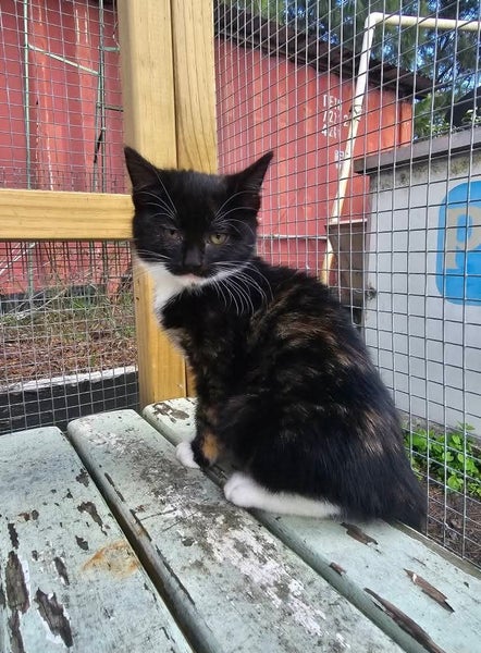 Puff - Wcc Rescue Kitten Carousel 1